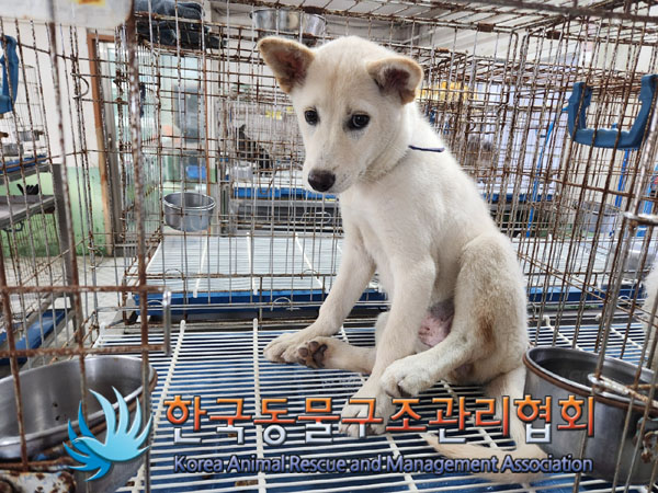 종료(안락사) 믹스…